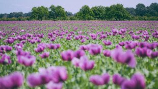 Geschichte des Dorfes Patince